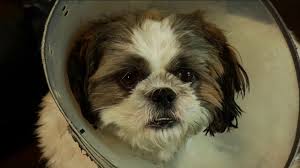 We found 24 results for pet stores in or near ivanhoe, ca. Saving Fido And Money Pet Insurance 101