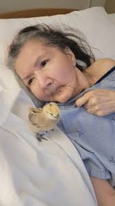 Silky chickens. The only chicken that looks like Phyllis Diller. I missed  getting the video, but the rooster was very vocal and made everyone laugh