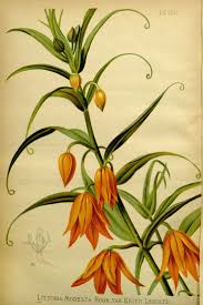 Image result for Littonia modesta