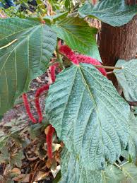 Image result for Acalypha hispida