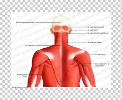 Join our newsletter and receive our free ebook: Posterior Triangle Of The Neck Head And Neck Anatomy Muscle Human Body Png Clipart Abdomen Aponeurosis
