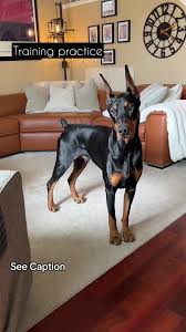 Practicing what we've learned. We try and practice these simple commands as  much as possible. He learned most of them when he was a puppy but, just  like with humans, if you don't use it you lose it. ...