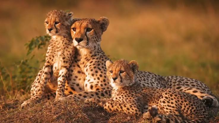 Kuno National Park: कूनो में चीतों की 'हाफ सेंचुरी' की तैयारी, समंदर पार से उड़कर आ रही है 8 चीतों की नई खेप - kuno national park news 8 more cheetahs from