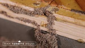 Breaking News It S Time For Another Tiny Termite House Update We Are Seeing Extreme Intrusion Of Formosan Termi Termites Termite Control Tiny House Remodel