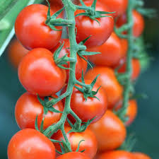 Das ist zwar grundsätzlich möglich, geht aber in vielen fällen schief: Tomaten Pikieren Wann Ist Der Beste Zeitpunkt Und Worauf Muss Geachtet Werden Wohnen