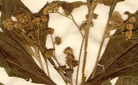 Image result for Ethulia