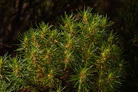 Image result for Anthospermum whyteanum