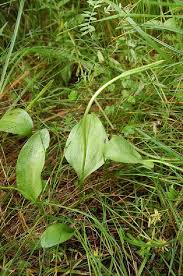 Image result for Ophioglossum gomezianum