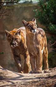 Puma Concolor Wild Cats Big Cats Animals