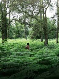 Bosque de las landas (es); Printemps Dans Les Landes Bien Etre Sport Et Depaysement