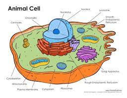 Draw a out line of animal cell, put lot of bends as shown to represent flexible plasma membrane. Draw A Neat And Labelled Diagram Of Animal Cell Brainly In