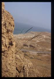 Image result for Anthephora