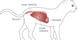 Inflammatory Bowel Disease In Cats Inflammatory Bowel Disease Inflammatory Disease