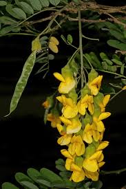 Image result for Calpurnia aurea