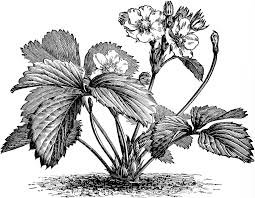 You can find more plants clip arts black and white in our search box. Png Clipart Clip Art Vintage Strawberries Tree Black And White