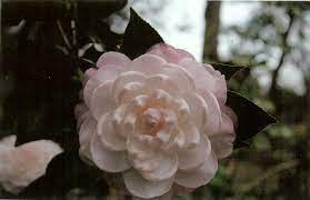 Florence Crowder S Queen Diana Camellia Flowers Flower Garden