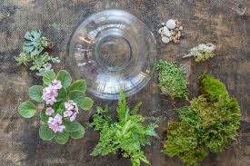 We did not find results for: Top Terrarium Plants Choosing The Best Plants For Your Terrarium Hgtv