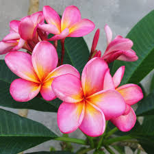Idea By Sonia Hawkins On Paint Draw Flowers Flower Drawing Frangipani Plumeria
