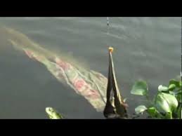 We did not find results for: Naga Tasik Chini 1966 Slooveins