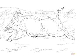 Running Wild Boar Coloring Page Free Printable Coloring Pages Wild Boar Coloring Pages Animal Coloring Pages