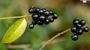 Image result for ligustrum ovalifolium