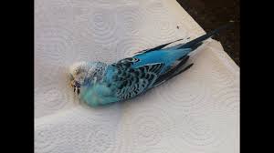 Budgie Ciko Dead Youtube