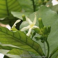 Image result for Tabernaemontana crassa