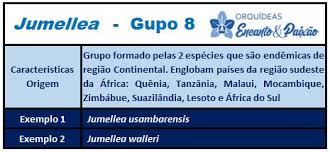 Image result for Jumellea usambarensis