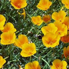 These annual and perennial flowering plants have striking similarities, but a surprising range of colours and growth habits. Buy California Poppy Golden West Seed Australian Seed