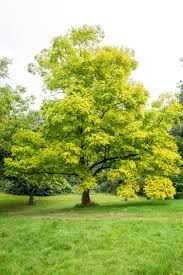 Image result for Robinia