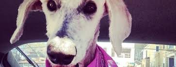 Search our extensive list of dogs, cats and other pets available for adoption and rescue near you. The 15 Best Pet Stores In Atlanta