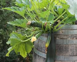 Wann und wie zucchini pflanzen. Zucchini Im Barikfass Gereift Native Plants Gartenblog