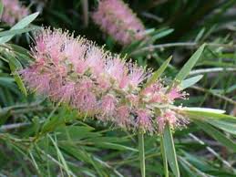 Image result for Callistemon
