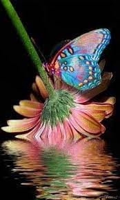 Pin De Luciana Ricci En Magic Puzzles App Pics For Both Cell Phones Bellos Insectos Mariposas De Colores Imagenes De Mariposas