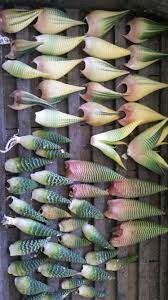 In the wild, propagation from seeds is the most common method. Haworthia Leaf Propagation Propagating Succulents Succulent Gardening Propagating Plants