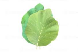 Image result for Tectona