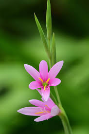 Image result for Watsonia borbonica