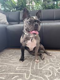 TW Pornstars - 3 pic. Sara Jay Official. Twitter. I woke up to a bad dream  about my dog. I miss her. Cant. 4:00 PM - 14 Jan 2023