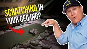 Scratching in ceiling at night. Scratching In Your Ceiling At Night Youtube