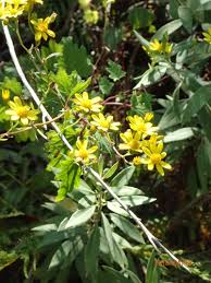 Image result for Cineraria mazoensis