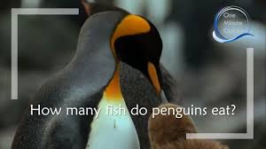 Maybe you would like to learn more about one of these? How Many Fish Do Penguins Eat Youtube