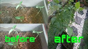 Dapat dikombinasikan dengan bubur ketan hitam untuk mendapatkan variasi rasa. Cara Tanam Kacang Hijau Episod 2 Cara Jaga Kacang Hijau Youtube