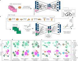 Mapping single-cell data to reference atlases by transfer learning | Nature  Biotechnology