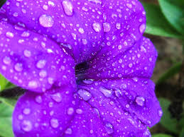 Ask anything you want to learn about قطرات الندى by getting answers on askfm. Ù‚Ø·Ø±Ø§Øª Ø§Ù„Ù†Ø¯Ù‰ Ø¹Ù„Ù‰ ÙˆØ±Ø¯Ø© Ø¨Ù†ÙØ³Ø¬ÙŠØ© Ø§Ù„Ù„ÙˆÙ† Jpg Ø£ Ø³Ø¹ÙŠØ¯ Ø§Ù„Ø³Ø¨Ø§Ø¹ÙŠ Flickr