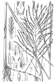 Image result for Enteropogon sechellensis