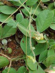 Image result for Crotalaria pisicarpa