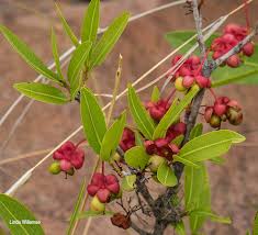 Image result for Ochna natalitia