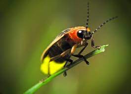 The reddit for everything in the verse! How Do Fireflies Produce Light