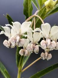 Image result for Gomphocarpus physocarpus