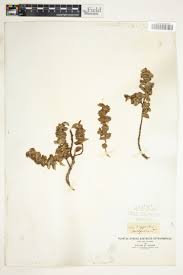 Image result for Cliffortia serpyllifolia